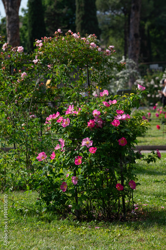 Rose flowers of the Rosaceae family, modern hybrid roses. International competition 