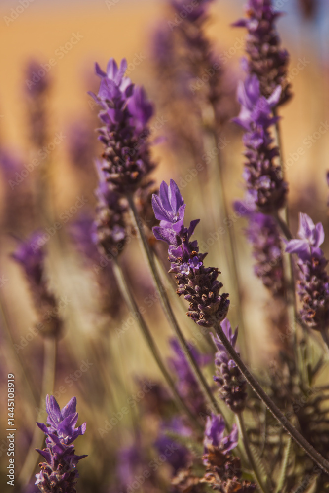 Fototapeta premium Blooming blue bugleweed in spring. Closeup view of herbaceous flowering plants on green pasture. Natural background