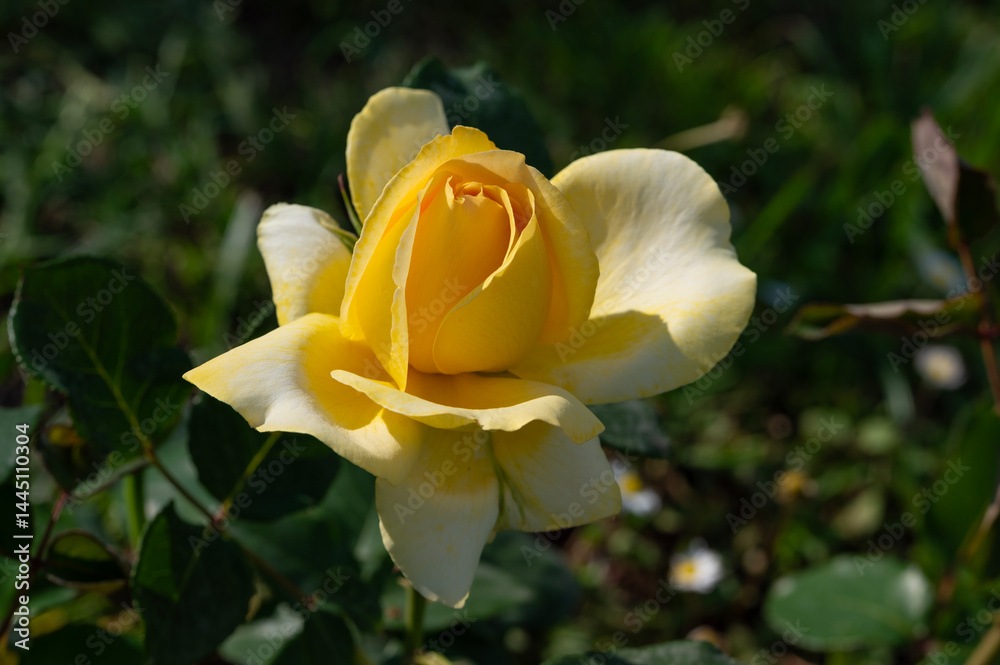 Rose flowers of the Rosaceae family, modern hybrid roses. International competition Rose flowers of the Rosaceae family, modern hybrid roses. International competition