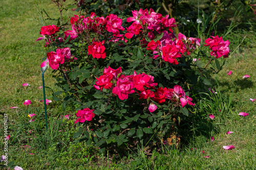 Rose Knock out, United States, flowering plant of the family Rosaceae, modern hybrid roses from Roseto di Roma, Italy	