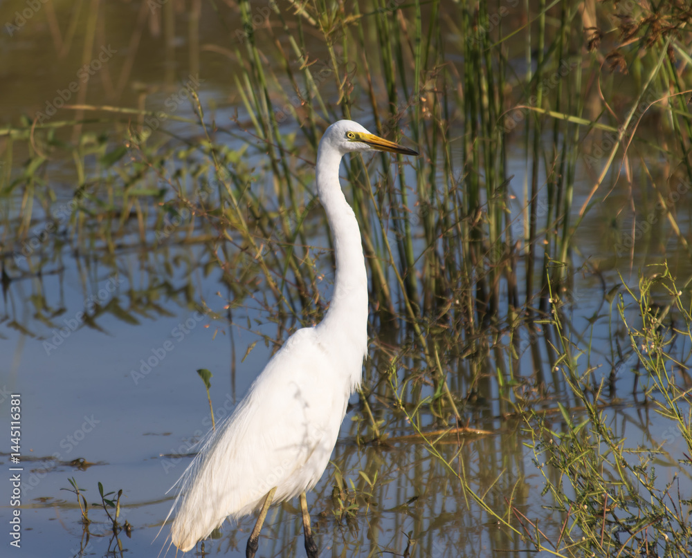 Obraz premium A white bird is standing in the water