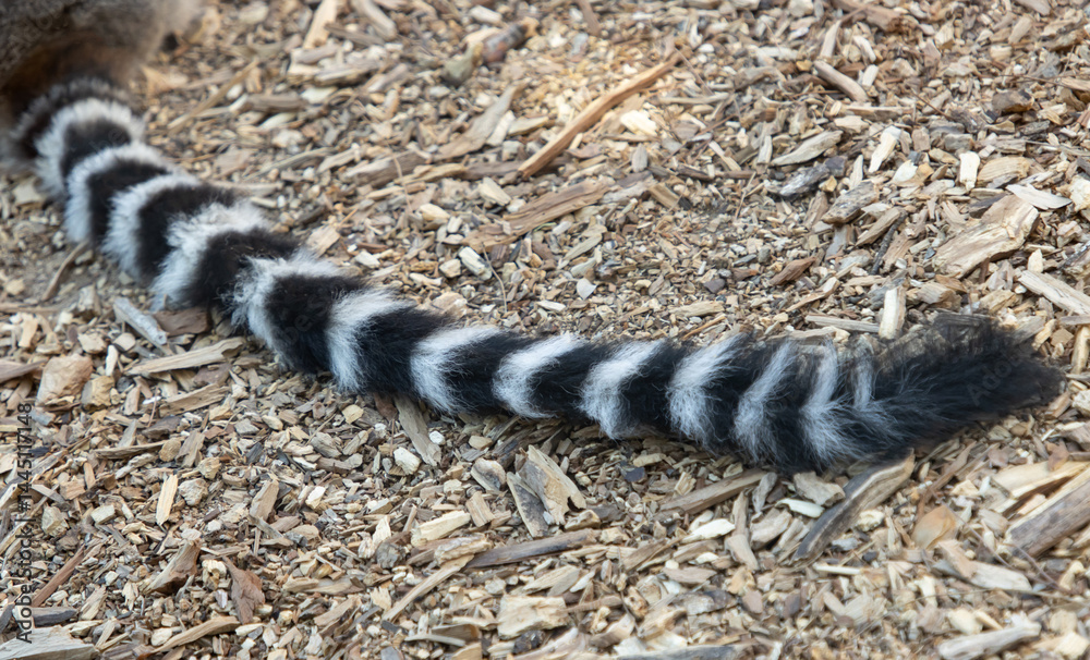 Fototapeta premium A striped tail of a lemur