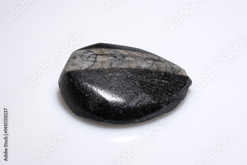 Polished trilobite fossil showcasing a dark, mottled surface with a gray veined pattern and smooth, rounded edges; a geological specimen on a white background
