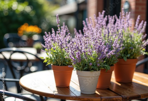 Beautiful lavender flowers in pots on a wooden table outdoors