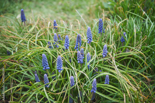 Szafirek armeński, Muscari armeniacum photo