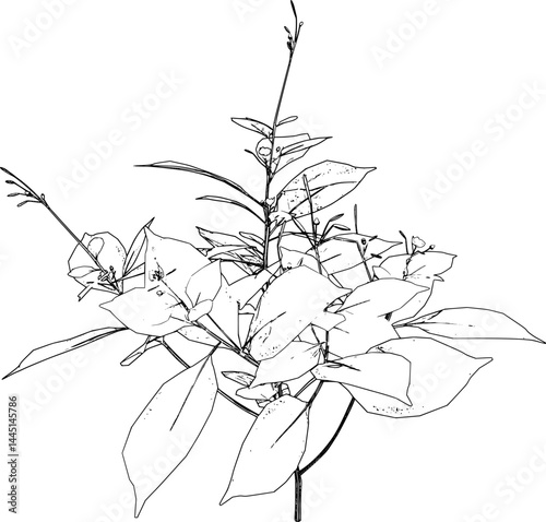 Balsam plant line art