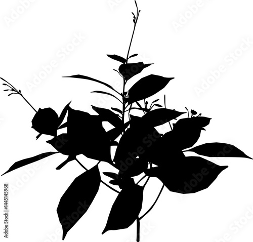 Balsam plant silhouette