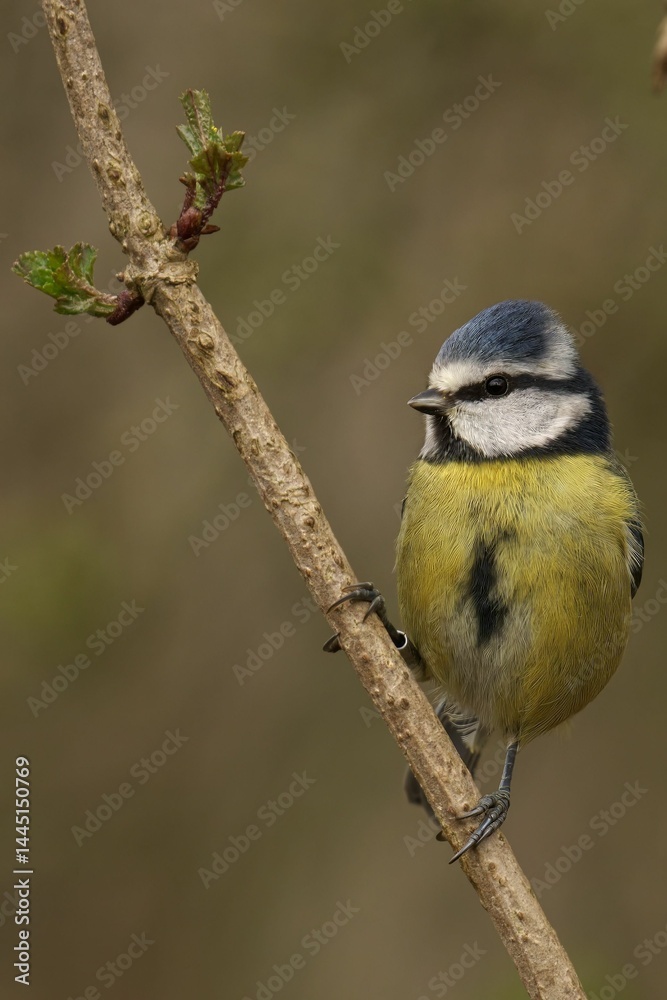 Obraz premium Blue tit perched on a budding branch.