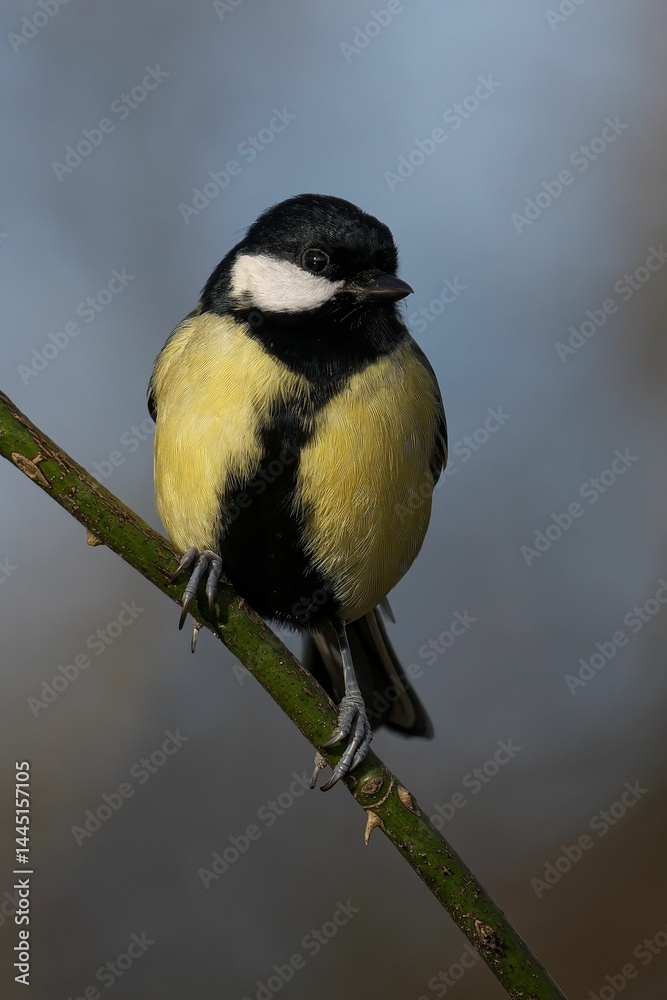 Fototapeta premium Great Tit on a Branch