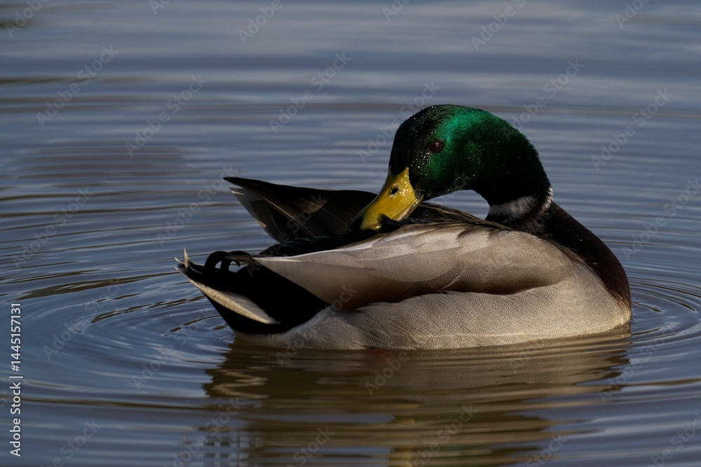 Fototapeta premium Mallard Duck Preening on a Lake