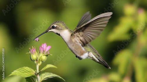 Hummingbird Hovering Near Flower