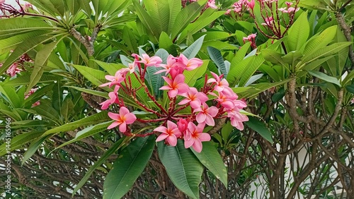 Closeup the pinky beautiful flower with leaves of tree in the garden