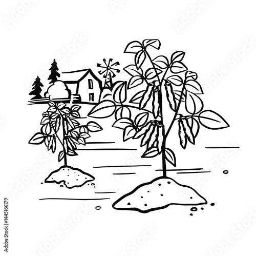 Soybeans growing on a farm doodle black and white vector