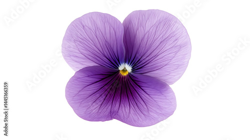 Wallpaper Mural Beautiful purple flower with delicate petals. Torontodigital.ca