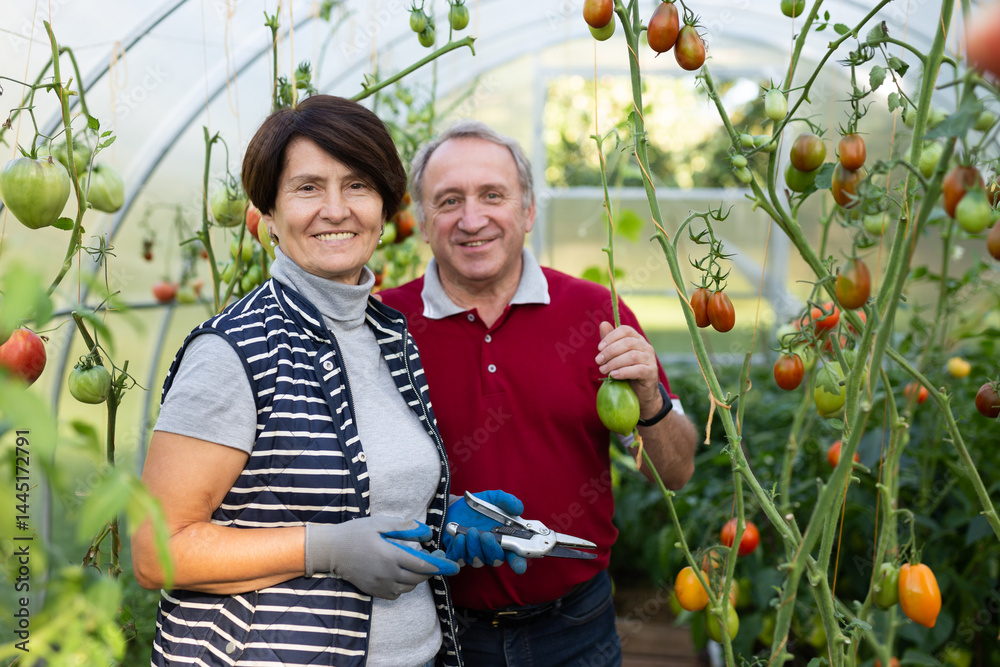 Old man and woman happily harvesting tomatoes in greenhouse