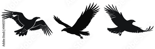 Silhouettes of eagles in flight with wings spread against white sky
