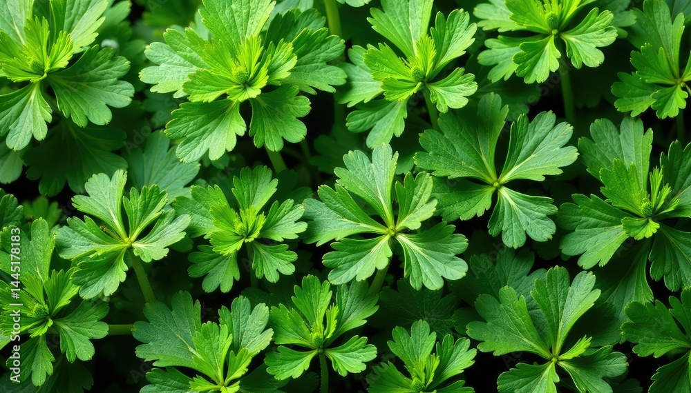 Flat lay of parsley, geometric leaf arrangement, repeating motif , food, foliage Flat lay of parsley, geometric leaf arrangement, repeating motif , food, foliage