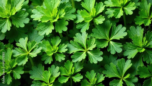Flat lay of parsley, geometric leaf arrangement, repeating motif , food, foliage