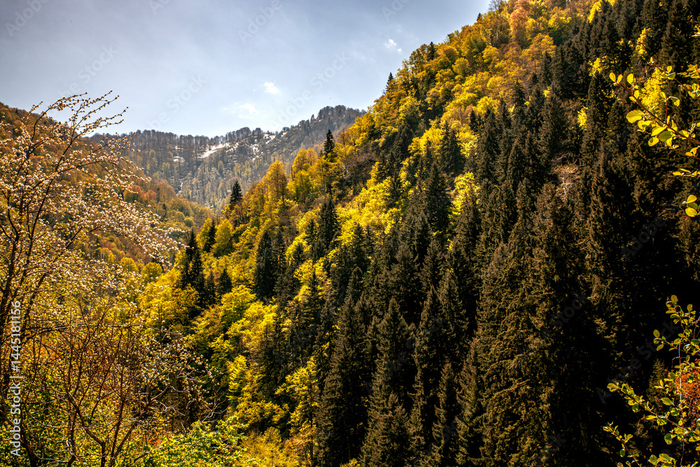 Fototapeta premium Hemsin forest and bridge views