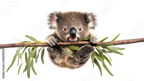 Cute koala hanging on a branch with greenery.