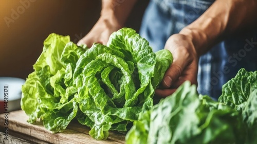Fresh Green Lettuce Harvest: A Farmer's Hands Carefully Selecting Vibrant, Healthy Produce for Market
