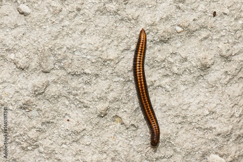 Sandschnurfüsser oder Gemeiner Zweistreifen-Schnurfüsser, (Ommatoiulus sabulosus) photo
