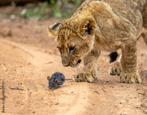 A playful lion cub is intently focused on a small, wind-up toy mouse scurrying across a dusty dirt track in its enclosure.