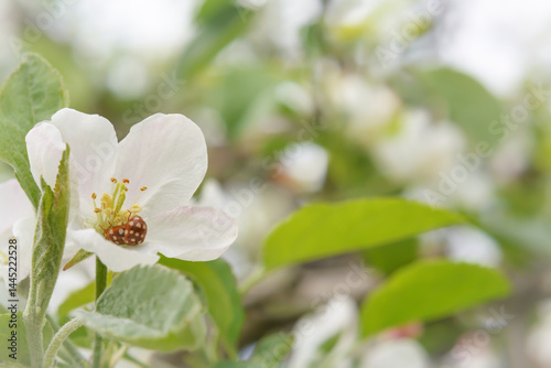 A pair of ladybugs, Halyzia sedecimguttata, in a white apple blossom photo