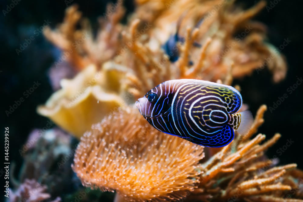 Pomacanthus navarchus blue angel sea fish in aquarium
