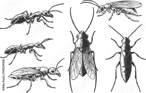 Insect Insects ant ants emmet pismire banner Vector, vector set silhouette
