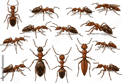 Insect Insects ant ants emmet pismire banner Vector, vector set silhouette
