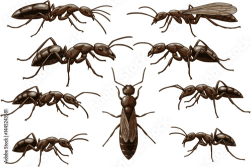 Insect Insects ant ants emmet pismire banner Vector, vector set silhouette

