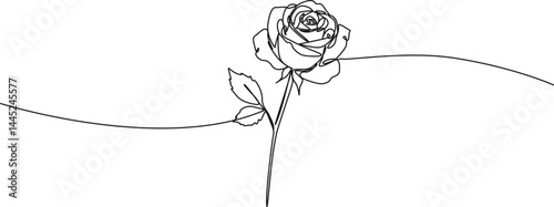 continuous single line drawing of a rose, line art vector illustration