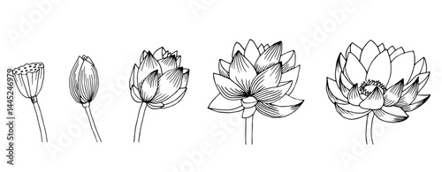 Lotus Flowers set. Hand drawn vector illustration drawing by ink. Floral drawn of blooming waterlily for spa or Zen design. Etched botanical composition. Engraving for meditation.