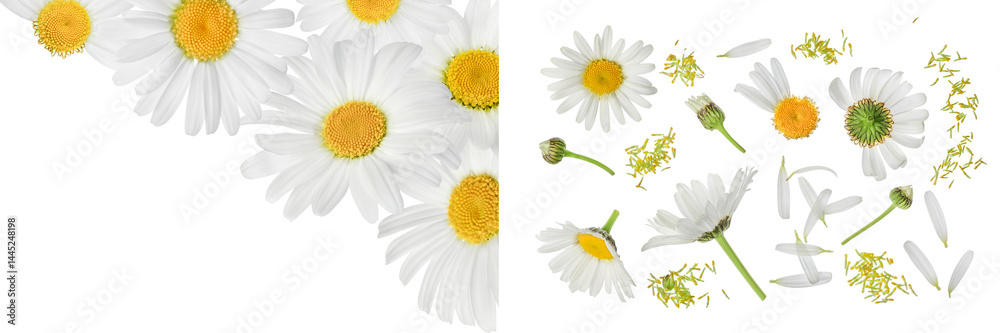 Fototapeta premium chamomile or daisies isolated on white background. Top view with copy space for your text. Flat lay