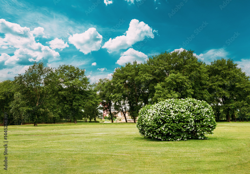 trimmed grass in city park. Lush Bushes In City Garden. Sunny Summer Landscape