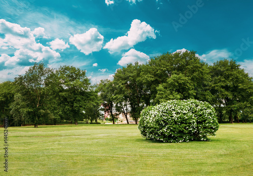 Obraz na płótnie trimmed grass in city park. Lush Bushes In City Garden. Sunny Summer Landscape w salonie