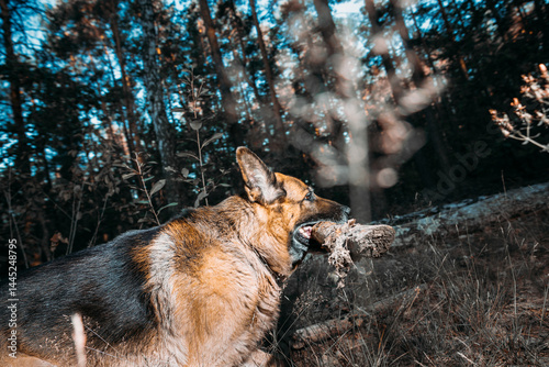 German Shepherd, a carnivorous dog breed, is running in a natural landscape with a stick in its mouth. Dog Run With Wooden Stick In Summer Forest Season. Cute Beautiful Shepherd Dog Running On country