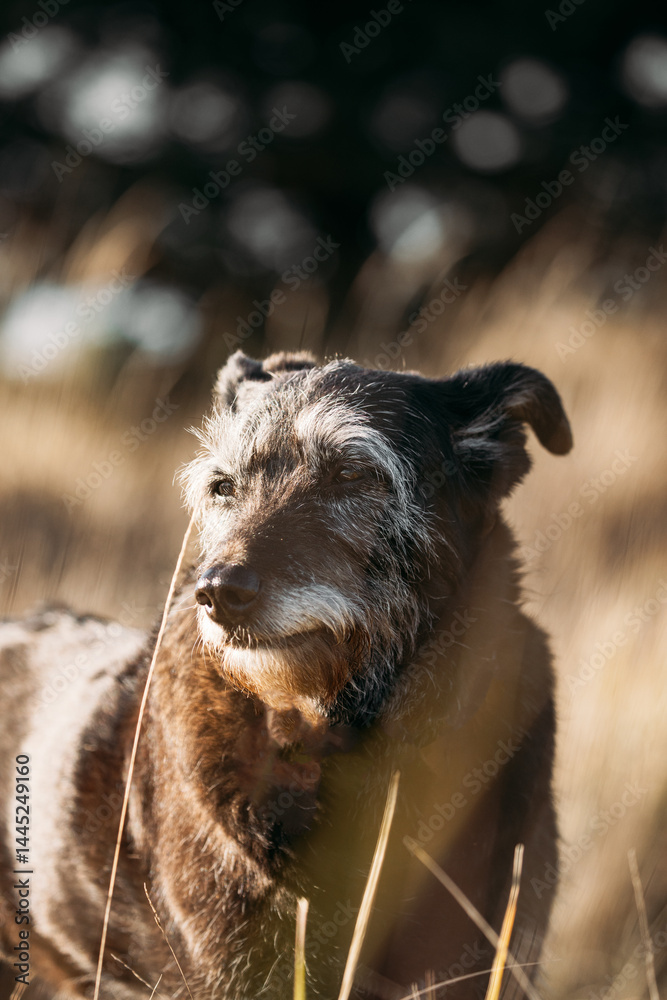 Mixed Breed Dog In Summer Sunset Sunrise Meadow. Old Mixed Breed Dog Resting On Grass In Rays Of Setting Sun. Dog Fidelity Concept