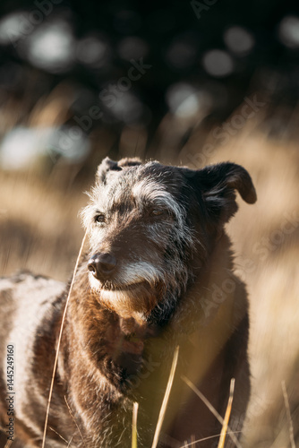 Obraz na płótnie Mixed Breed Dog In Summer Sunset Sunrise Meadow. Old Mixed Breed Dog Resting On Grass In Rays Of Setting Sun. Dog Fidelity Concept w salonie