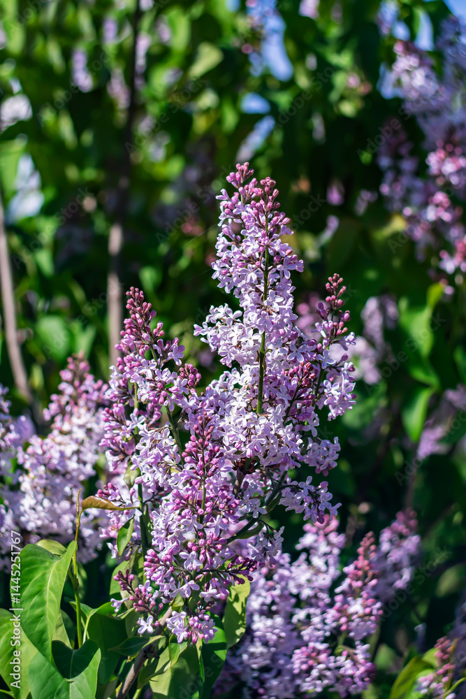 Fototapeta premium Bright purple lilac in sunlight against green foliage.