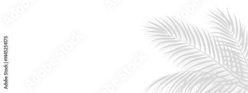 Natural-looking shadow of a palm tree frond in the corner, creating a warm tropical ambiance with coconut leaf accents for transparent background mockups.