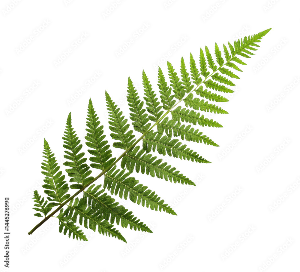 Detailed close-up of a green fern leaf isolated on black Detailed close-up of a green fern leaf isolated on black