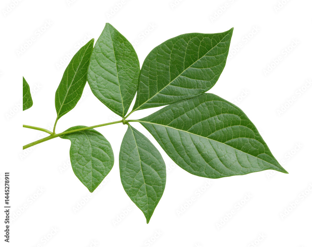 Vibrant green leaves on branch isolated on white background Vibrant green leaves on branch isolated on white background