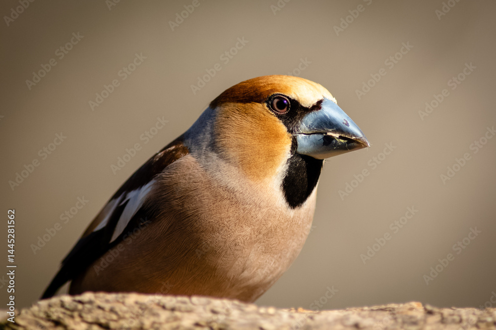 The hawfinch