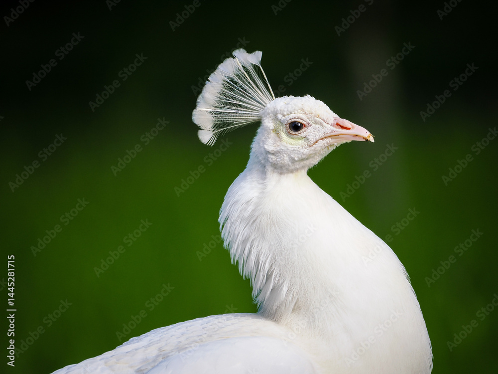 White peacock