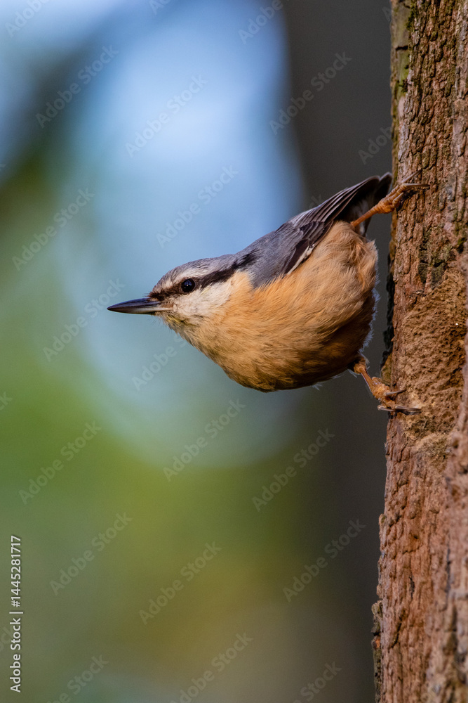Nuthatch bird
