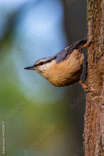 Obraz na płótnie Nuthatch bird w salonie
