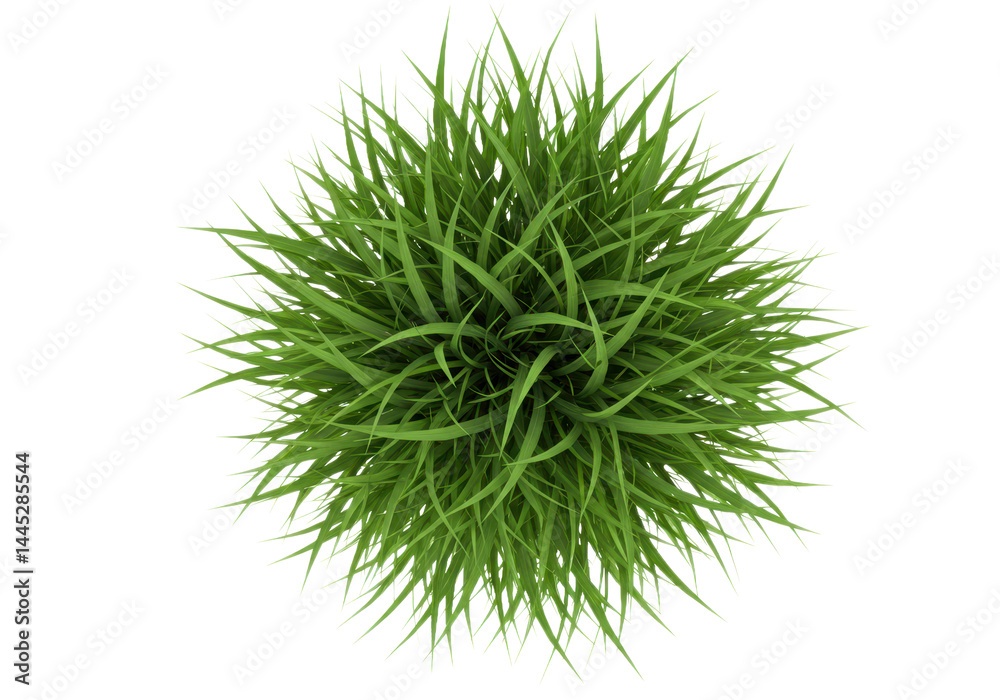 Aerial view of vibrant green grass clump isolated against black space Aerial view of vibrant green grass clump isolated against black space