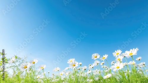 White daisies blooming in a green field under a clear blue sky, natural summer landscape with vibrant colors, and outdoor nature scene.